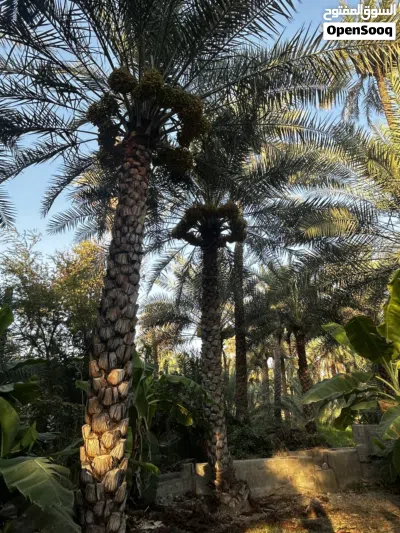 نخيل خلاص للطناء 3