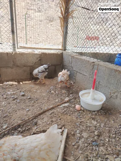 دجاج فرنسي لوهمان أصل لون البيض أحمر 2