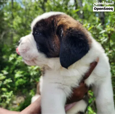 Purebred Saint Bernard Puppy Healthy, Fluffy & Ready for a Loving Home. 4