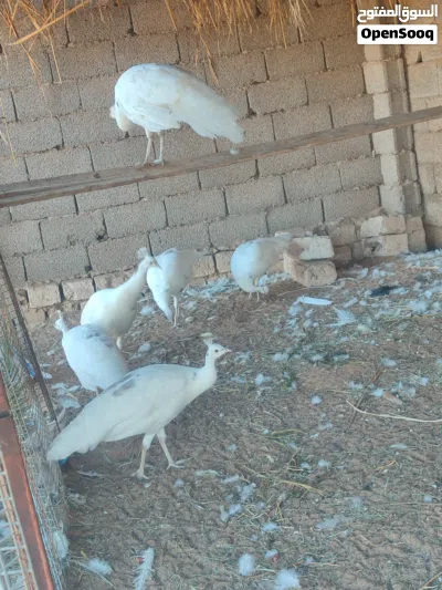 طاوس ابيض 3ذكوره و3اناثي العمر سنه ونص 4