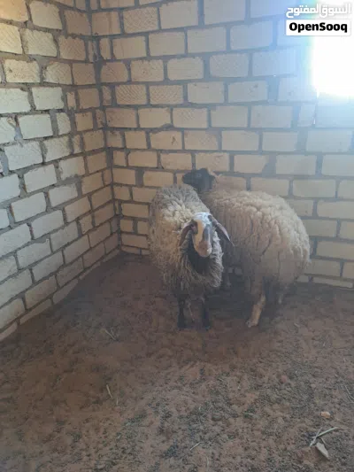 نعجه للبيع 3
