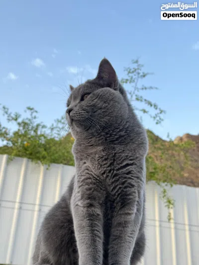 قط سكوتش فولد 3