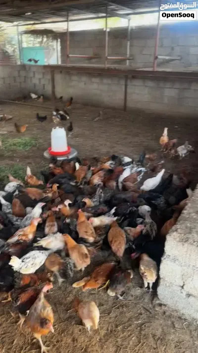 للبيع دجاج عماني اللحق ما تلحق 2