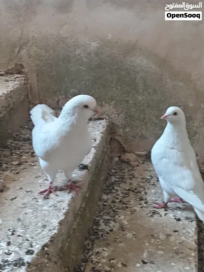 حمام فرنسي فوق جامبو 8 جواز موجود 3