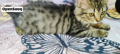 عائله قطط اب وام عمرهم 2 الى 4 سنوات وابنائهم 3 عمرهم 5 شهور 4