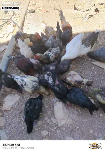 جاج. بلدي مع باكستاني. كل شغال في. طقم براهمي وجوز. زو 2