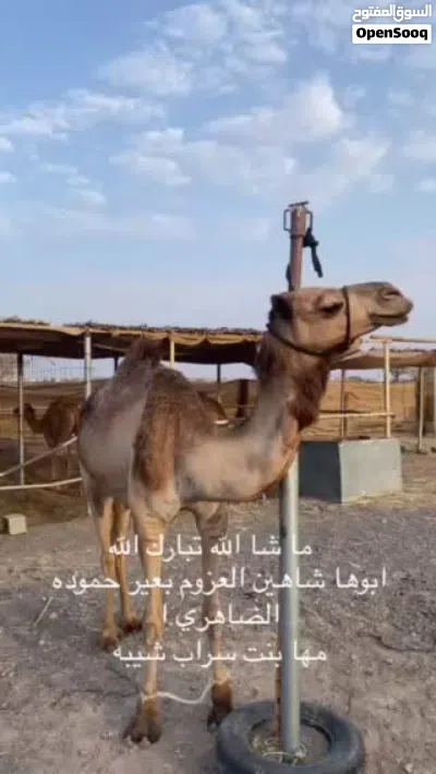 ابوها شاهين العزوم بعير حموده الضاهري 4