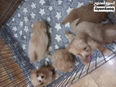 Maltipoo puppy available now 4