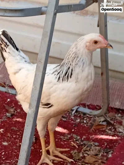 دجاج بعمر 4-5 شهور 2