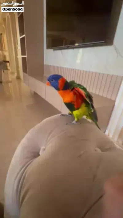 لوري ريمبو 4