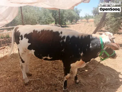 عجل عمره 9شهور للبيع 3