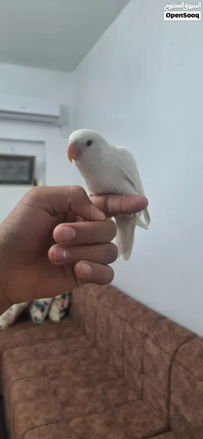 عصفور روز البينو مروض 2