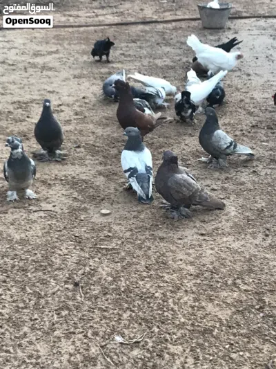 حمام شقلاب 4