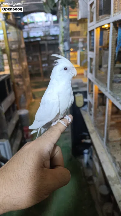 متاخ فحل كوكتيل ربه البينو عيون حمر خط اول 3