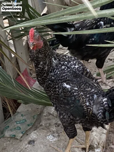 ديك مضرب عربي على بلايموث 3