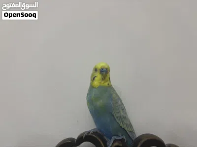 ببغاء بادجي مدرب و أليف يسطيع طيران بصحة جيدة ذكي و يحب اللعب 2