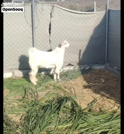 جدي مشروع فحل ناجح مد وشور 2