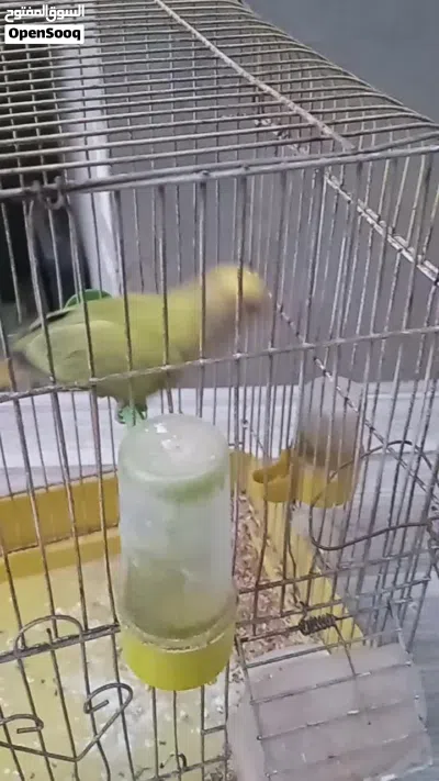 ذكر بركاديلو 4
