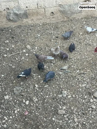 حمام للبيع 3