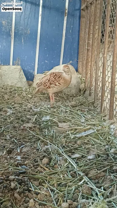 للبيع محميه طيور أقرى الوصف اول شي 4