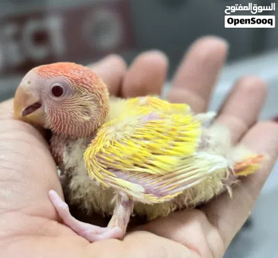 فروخ لوفبيرد Lovebirds 2
