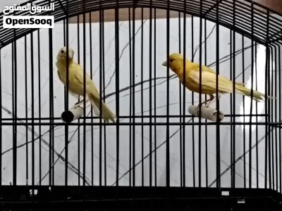 كنار بناديق 4