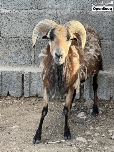 كبش وعل كمرون الافريقي 4