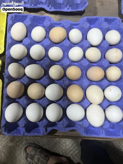 لدينا بيض بلدي مخصب و عادي 2