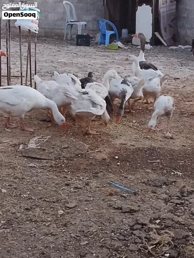 عشر وزات عمر 3 شهور 3