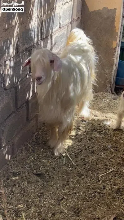 تيس رحبي اصل جم ما شاء الله 3