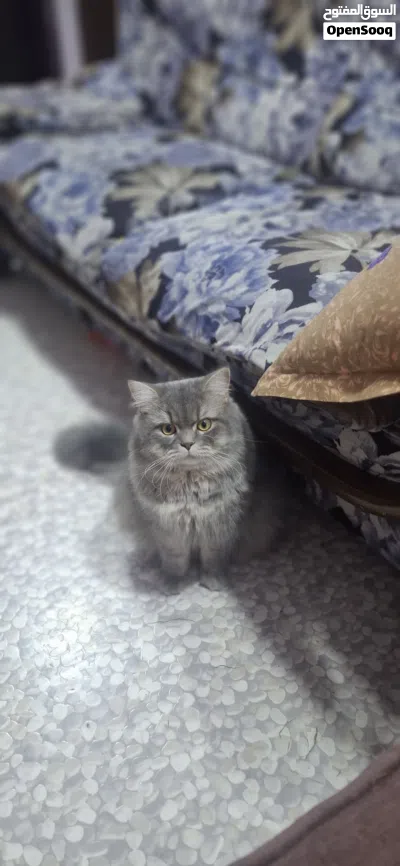 Breed : British Longhair He's large and has big tail Beautiful eyes,Golden yellow slight amber 3