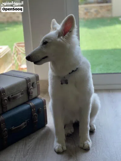 Swiss shepherd 4