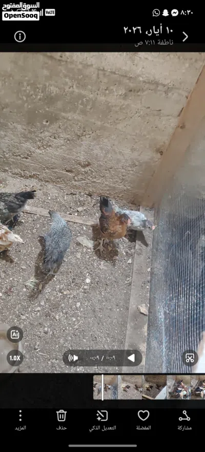 17 جاجه عمر 3 اشهر ونص الى 4 و 7 حبات شهر ونص 3