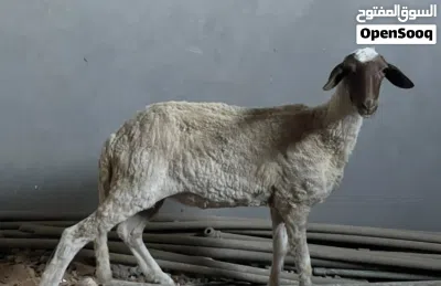 فطيمة للبيع 3