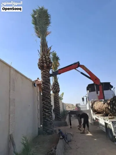 افضل انواع النخيل الواشنطونيا النخل المثمر 2
