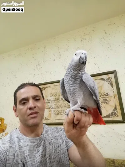 ببغاء كاسكو مزرعة حجل فضي متكلم بحدود 30كلمه 2