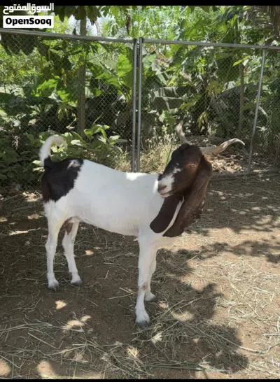 شاه باكستانيه 2