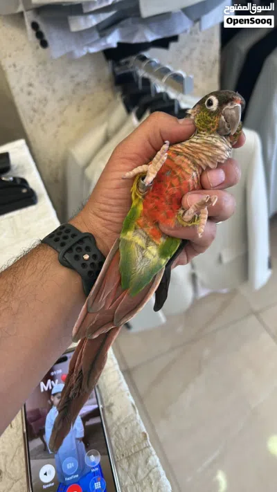 ذكر ببغاء جرين شيك لون مميز صحة 2