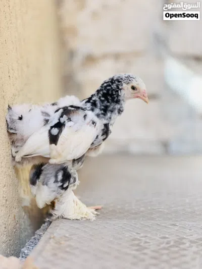 فروج براهمه 3
