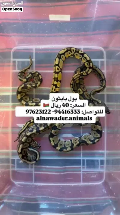 حيوانات للبيع 4