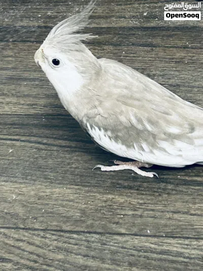 Cockatiel bird Team bird 4