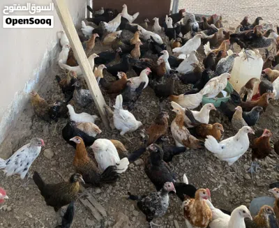 بيع دجاج عماني الوزن طيب 2