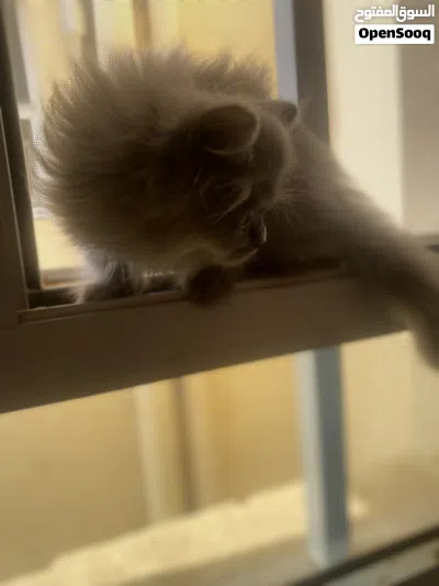 شيراز البيع 3