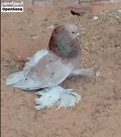 كوبيا مصوقرة 2
