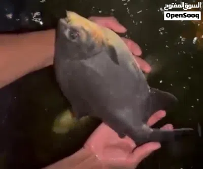 Cat fish and albino pacu 2