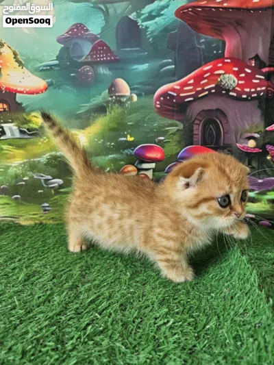 Male and female Scottish kilt Fold Munchkin kitten available for a new and good home .very good catz 2