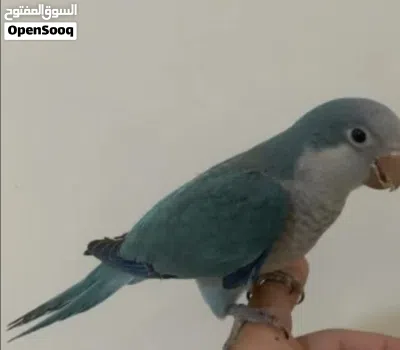 ببغاء كويكر متكلم وأليف 3