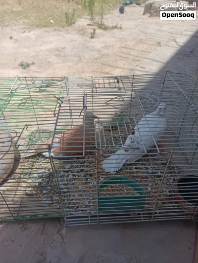 كوبيا اليمامه ربي يبارك 4