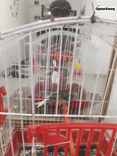 عصافير كناري لبيع الله يبارك 4