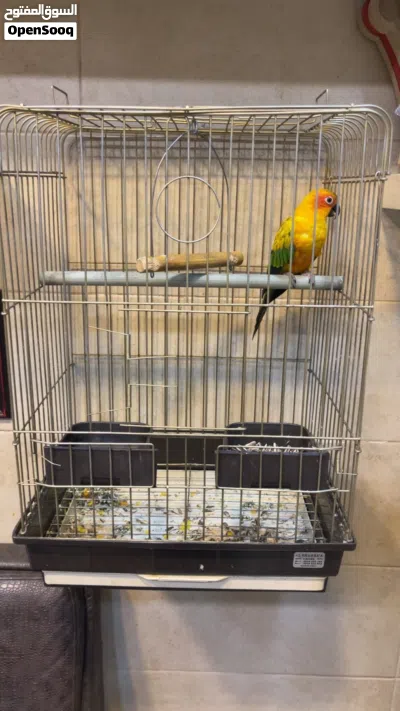 صن كنيور Sun Conure 4